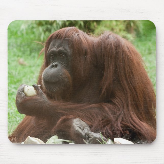 Eating Orangutan Musmatta (Framsidan)