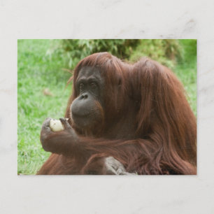 Eating Orangutan Vykort