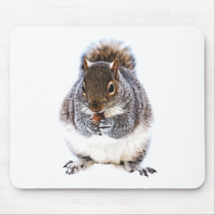Eating Squirrel Musmatta