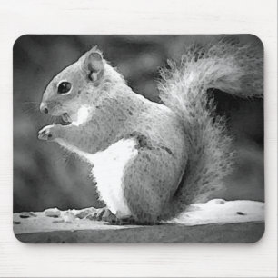 Eating Squirrel Musmatta