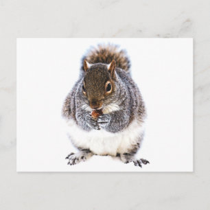 Eating Squirrel Vykort