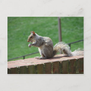 Eating Squirrel Vykort