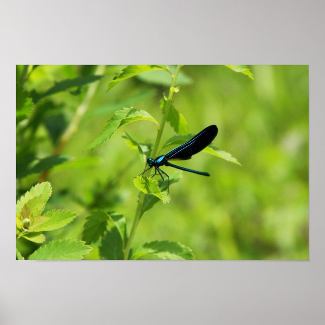 Ebony Jewelwing Poster (Framsidan)