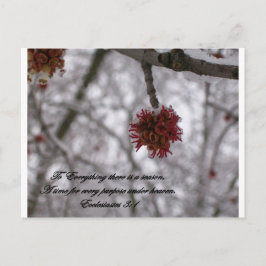 Ecclesiastes 3:1 vykort