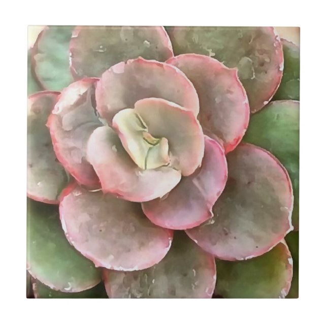 Echeveria Cactus Succulent Acrylic Painting Kakelplatta (Framsidan)
