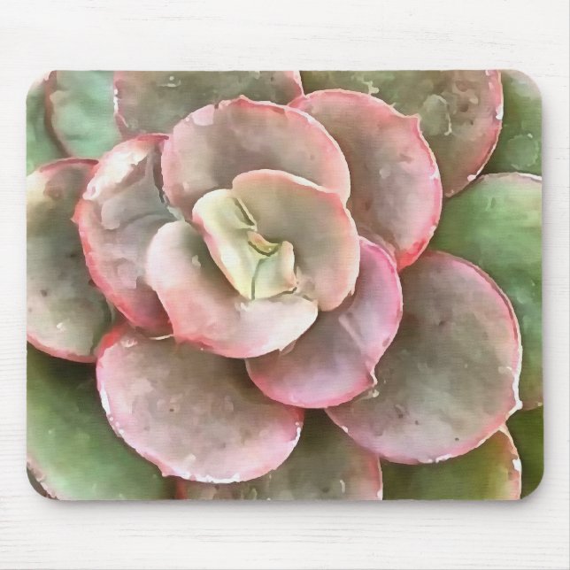 Echeveria Cactus Succulent Acrylic Painting Musmatta (Framsidan)