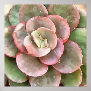 Echeveria Cactus Succulent Acrylic Painting Poster