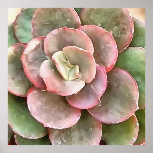 Echeveria Cactus Succulent Acrylic Painting Poster (Framsidan)