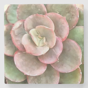 Echeveria Cactus Succulent Acrylic Painting Stenunderlägg