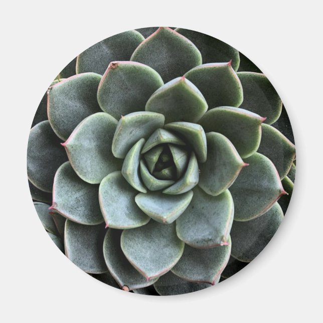 Echeveria Fabiola Magnet (Framsidan)