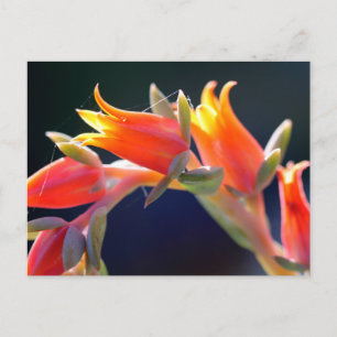 Echeveria hen och chickar vykort