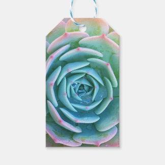 Echeveria Imbricata Succulent Gift Märkre Presentetikett