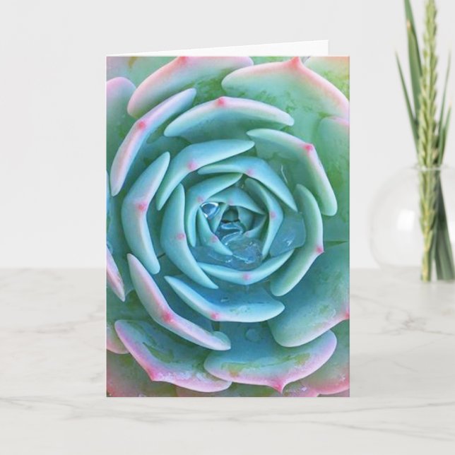 Echeveria Imbricata Succulet Greeting Card Kort (Framsida)
