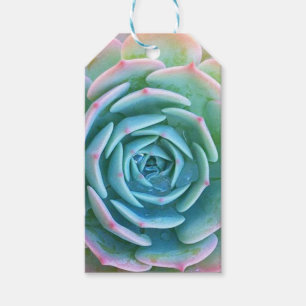 Echeveria Imbricata suckulent gåvamärkre Presentetikett