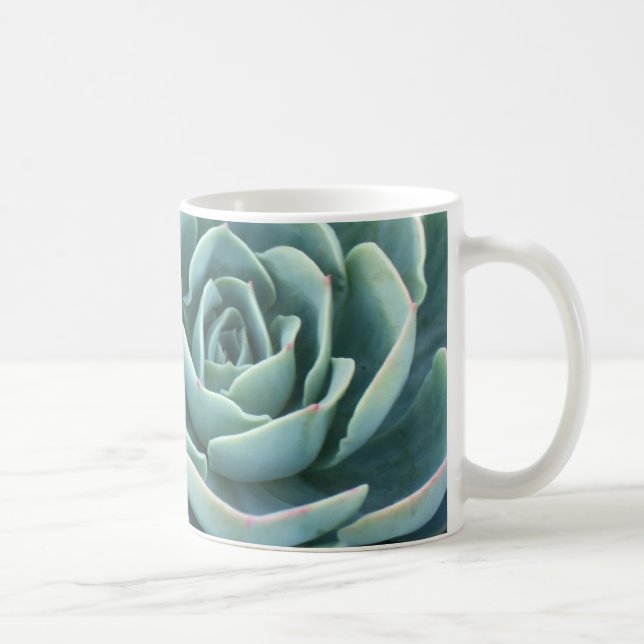 Echeveria kaffemugg (Höger)