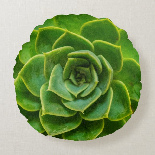 Echeveria kudder den suckulenta rundan rund kudde (Framsidan)