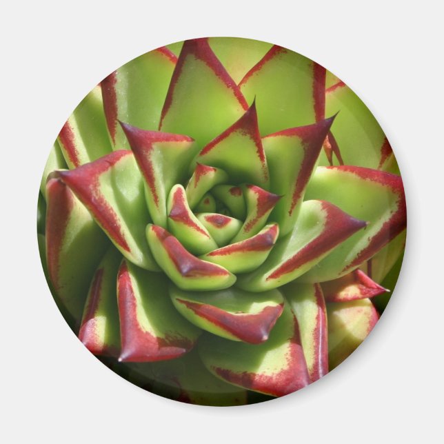 Echeveria magnet (Framsidan)