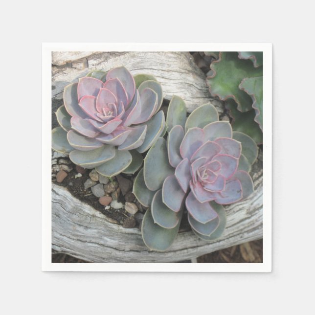 Echeveria Napkin Pappersservett (Framsidan)