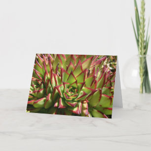 Echeveria notecard kort