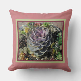 "ECHEVERIA OCH ANDRA SUCCULENTER" KUDDE