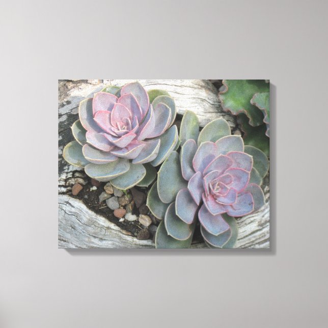 Echeveria on Driftwood Wrapped Canvas (Framsida)