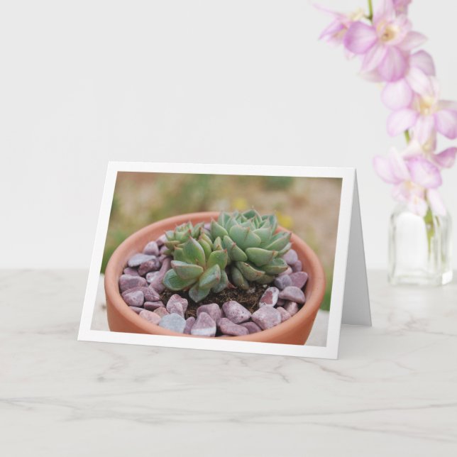Echeveria Purpusorum, Sukkulent Växt Kort (Orkide)