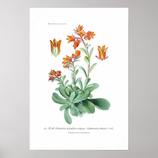 Echeveria retusa poster (Framsidan)