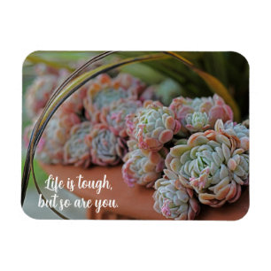 Echeveria Ro Succulent Life är Tuff Magnet