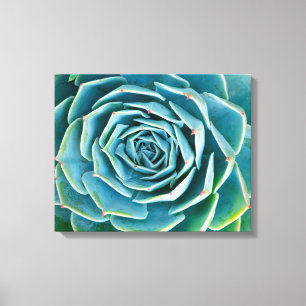 Echeveria Rosett, Marrakechs hemliga trädgård Canvastryck