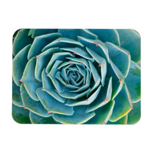 Echeveria Rosett, Marrakechs hemliga trädgård Magnet