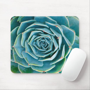Echeveria Rosett, Marrakechs hemliga trädgård Musmatta