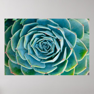 Echeveria Rosett, Marrakechs hemliga trädgård Poster