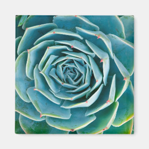 Echeveria Rosett, Secret Garden of Marrakech Magnet