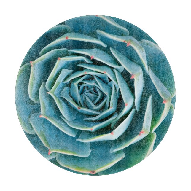 Echeveria Rosette, Secret Garden of Marrakech (Framsidan)