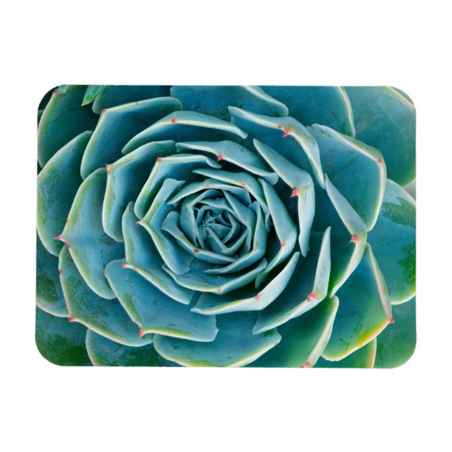 Echeveria Rosette, Secret Garden of Marrakech Magnet (Horisontell)