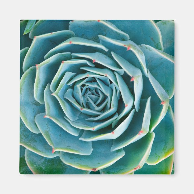 Echeveria Rosette, Secret Garden of Marrakech Magnet (Framsidan)