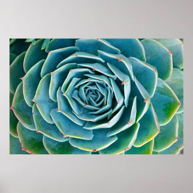 Echeveria Rosette, Secret Garden of Marrakech Poster (Framsidan)