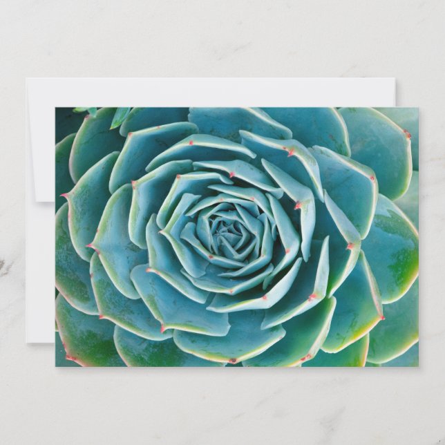 Echeveria Rosette, Secret Garden of Marrakech Tack Kort (Framsida)