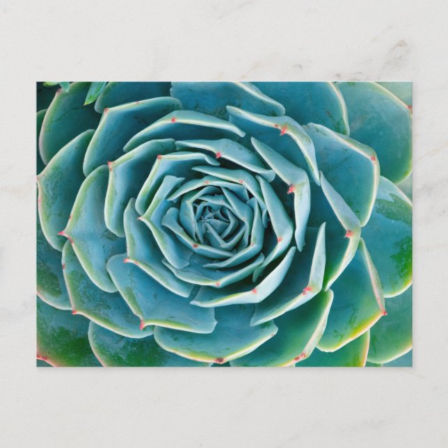 Echeveria Rosette, Secret Garden of Marrakech Vykort (Framsida)