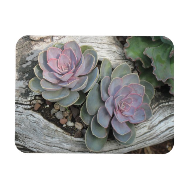 Echeveria Succulent Magnet (Horisontell)