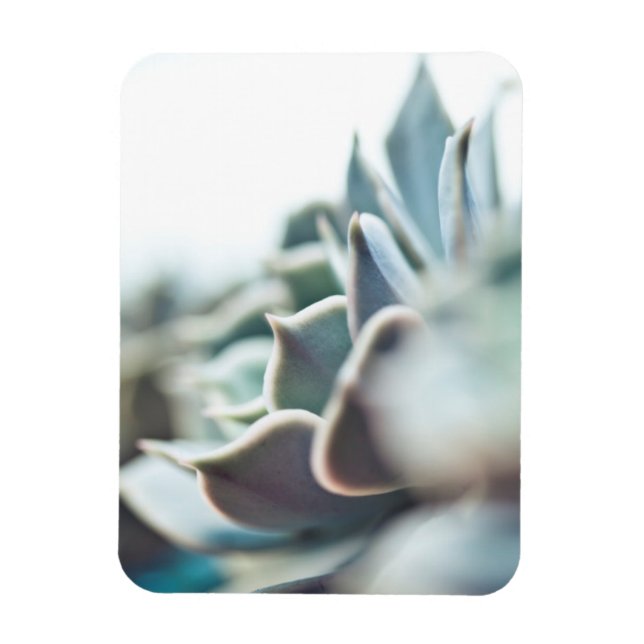 Echeveria succulent magnet (Vertikal)