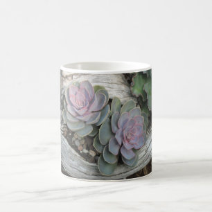 Echeveria Succulent Mugg