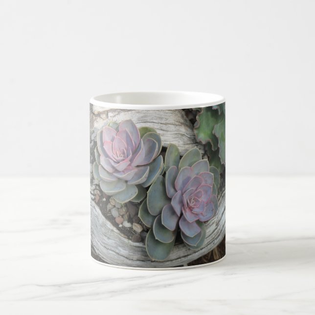 Echeveria Succulent Mugg (Center)