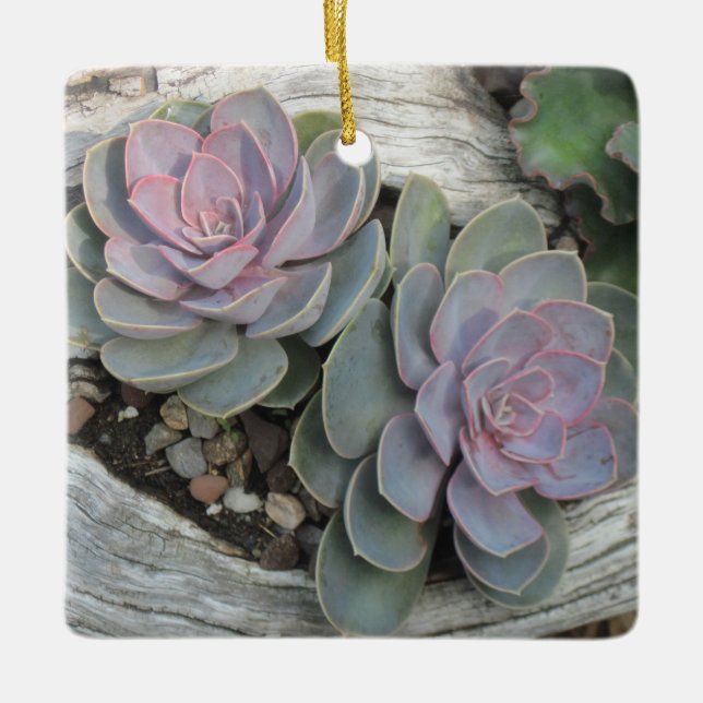 Echeveria succulent ornament (Framsida)