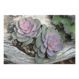 Echeveria Succulent Photo Print Fototryck