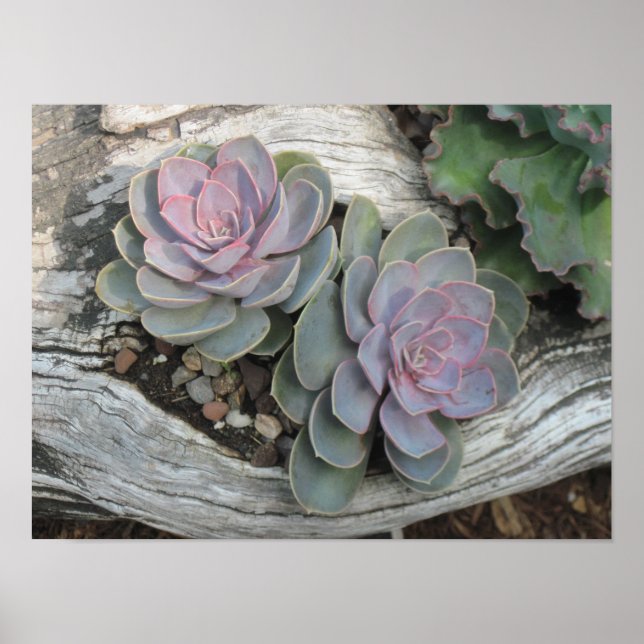 Echeveria Succulent Poster (Framsidan)