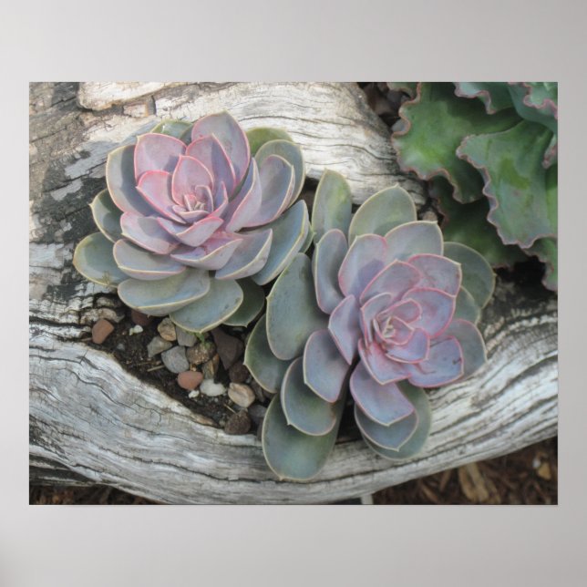 Echeveria Succulent Poster (Framsidan)