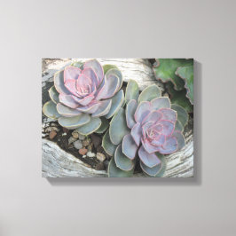 Echeveria Succulent Wrapped Canvas