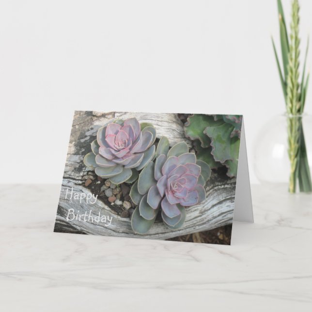 Echeveria Succulne Birthday Card Kort (Framsida)
