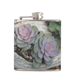 Echeveria Suckulated Flask Fickplunta